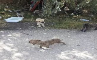 30’a yakın yavru köpeği yol kenarına bırakıp kaçtılar