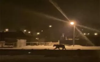 Aç kalan bozayı ilçe merkezine indi