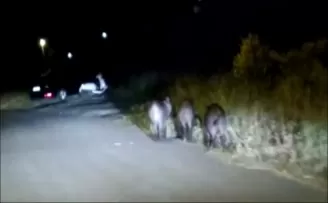 Aç kalan domuzlar mahalleye indi
