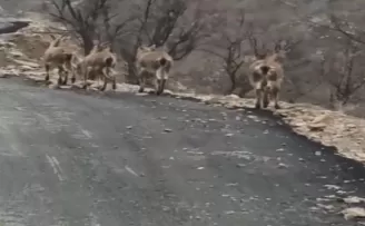 Aç kalan yaban keçileri köye indi
