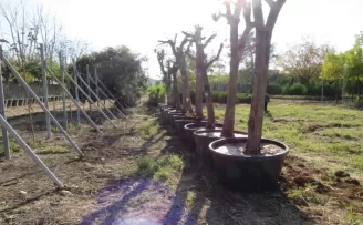 Adana’da kavşak çalışmalarında ağaçlara hassas dokunuş