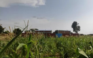 Afrika’da dikilen fidanlar ağaç oldu
