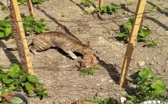Akar borusunda sıkışan minik kedinin yardımına itfaiye ekipleri yetişti
