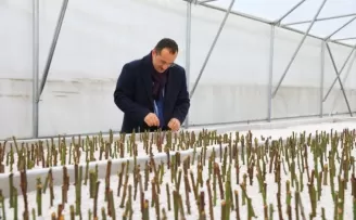 Akçaabat Belediyesi kendi seralarında üretime başladı
