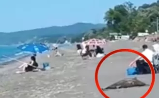 Akçakoca sahilinde ölü yunus skandalı! Günlerdir kaldırılmadı...
