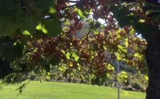 Ali Dağı 360 Kafe’de süs elması bereketi
