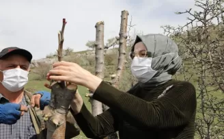 Ankara armudu anavatanında

