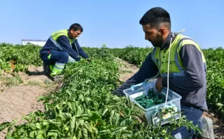 Ankara Büyükşehir Belediyesi, tarımda biyolojik mücadele dönemini başlattı
