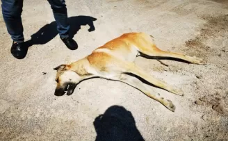 Ankara’da boş arazide telef olmuş 6 köpek bulundu
