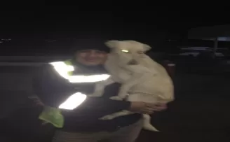 Ankara’da otobüs şoförünün köpekle yaşadığı eğlenceli anlar kamerada
