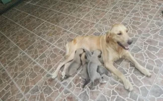 Anneleri trafik kazasında ölen 4 yavru köpeğe süt anne bulundu
