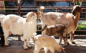 Antalya’da ücretsiz parazit uygulaması üreticinin yüzünü güldürdü