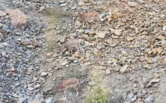 Artvin’de dağ keçileri görüntülendi
