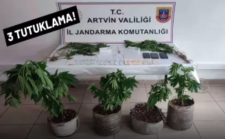 Artvin’de jandarmadan uyuşturucu operasyonu