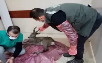 Artvin’de ormanlık alanda bulunan yaralı karaca tedavi altına alındı
