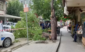 Artvin’de şiddetli rüzgar etkili oldu
