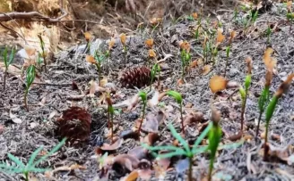 Artvin ormanlarında gençleştirme çalışmaları devam ediyor
