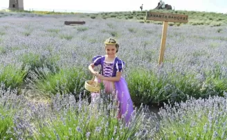 Ata Çiftiği’nde lavanta hasadı