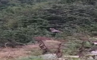 Ayıların fındık keyfi kameraya yansıdı
