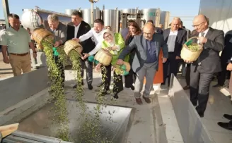 Ayvalık’ta yılın ilk zeytin hasadı yapıldı