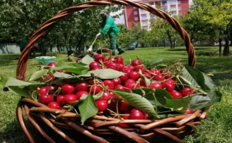 Bağcılar’da sağlık çalışanları için kiraz hasadı
