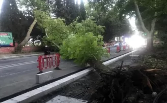 Bakırköy’de ağaç devrildi: 1 yaralı
