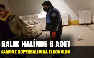 Balık halinde 8 adet camgöz köpekbalığına el konuldu