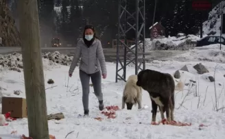 Bankadan kredi çekerek sokak hayvanlarını besliyor
