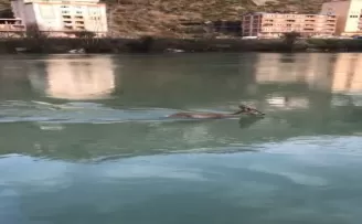 Baraj gölüne düşen karaca kameraya böyle yansıdı
