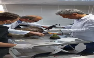 Başı boş köpeklerin saldırdığı yaralı karacayı tedavi ettirdi
