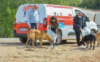 Başkent’te korona döneminde sokak hayvanlarına 461 ton mama dağıtıldı
