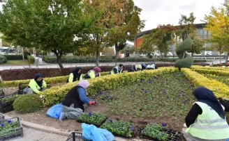 Başkent yerli üreticilerden satın alınan kış çiçekleri ile süsleniyor
