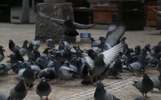 Başkentliler kısıtlamalara uyuyor
