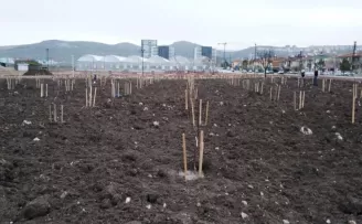 Başkentte halka açık meyve bahçesi

