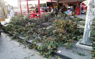 Başkentte sert esen rüzgar ağaçları devirdi
