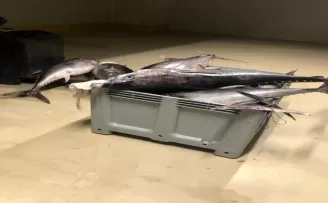Beylikdüzü’nde yasak dönemde avlanan bin 600 kilo orkinos balığına el konuldu
