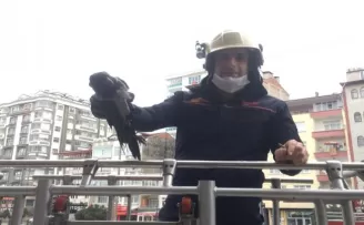 Boş eve girerek mahsur kalan karga kurtarıldı
