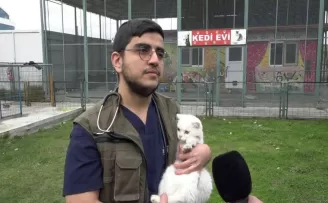 Boşanırken paylaşamadıkları kediler, barınağa kaldı
