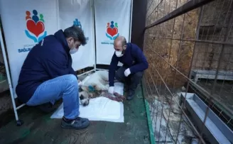 Boynundan vurulan köpeğin imdadına Başakşehir Belediyesi ekipleri yetişti
