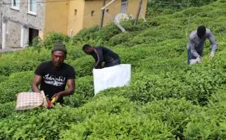 Bu yıl da çay bahçeleri Birleşmiş Milletleri andıracak
