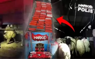 Bunu da yaptılar! Küçükbaş hayvanların karın boşluklarına zulaladılar!