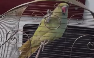 Bursa’da kaçak hayvan ticareti denetim