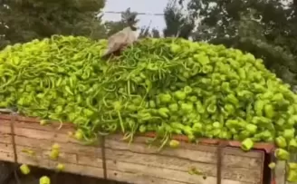 Bursa’daki “biber” görüntülerine bakanlıktan yalanlama