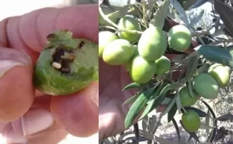 Bursa Mudanya’da zeytin üreticilerine takoz uyarısı