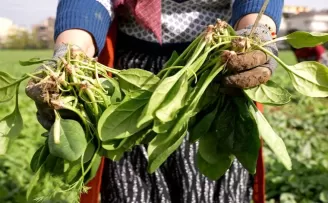 Bursa Osmangazi’de doğal tarım hamlesi! İlaçsız ıspanak hasadı yapıldı