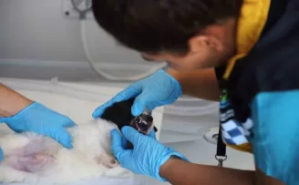 Büyükçekmece’de “CanGo“, sokak hayvanlarının hizmetinde olacak
