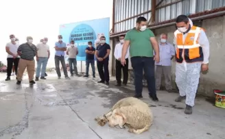 Büyükçekmece’de uygulamalı kurban kesimi kursu
