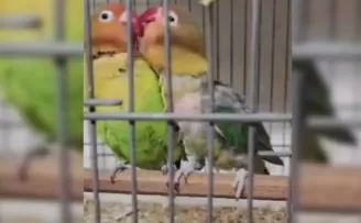 Çanakkale Biga’da belgesiz papağan operasyonu: 9 kuş yakalandı