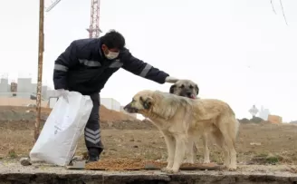Çankaya Belediyesi sokak hayvanlarını unutmuyor
