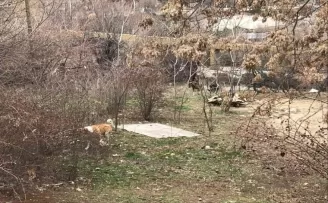 Çankaya’da yine köpek saldırısı
